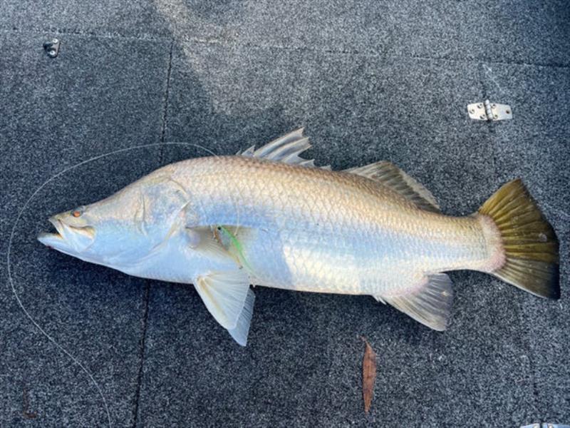 Logan picked up a nice little barra on a Samaki Vibelicious. Every predator in the river eats these lures photo copyright Fisho's Tackle World taken at  and featuring the Fishing boat class