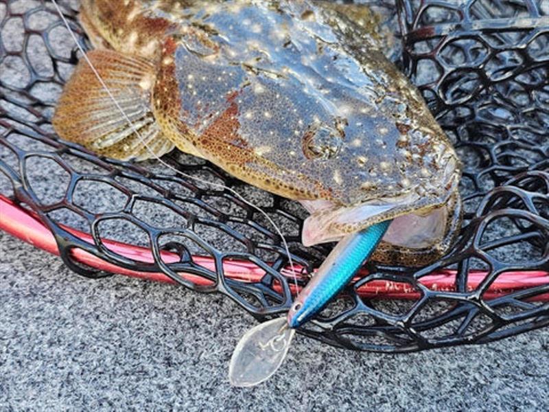 The Daiwa Double Clutch is a true flathead slayer. Perfect for the flats and creeks around here. Yet another of Jacko's victims - photo © Fisho's Tackle World