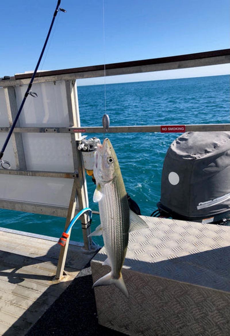 One of three Bonefish caught aboard Calypso Fishing Charters recently. Fly fishos & sport fishos take note - photo © Fisho's Tackle World