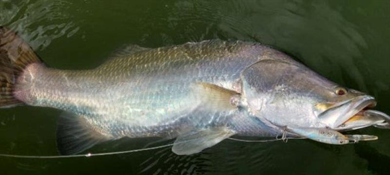 Salty barra were fairly easy to tempt on a favourite hardbody for the author during a warm spell recently. Another opportunity arises this week - photo © Fisho's Tackle World