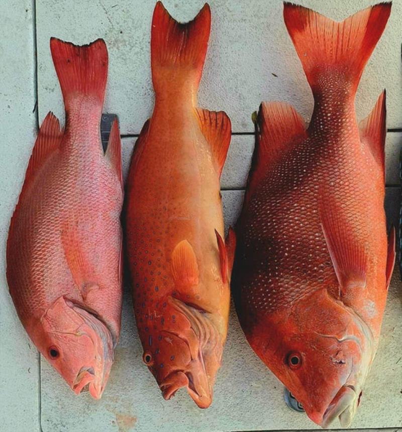 A tasty local trifecta from the northern bay - photo © Fisho's Tackle World
