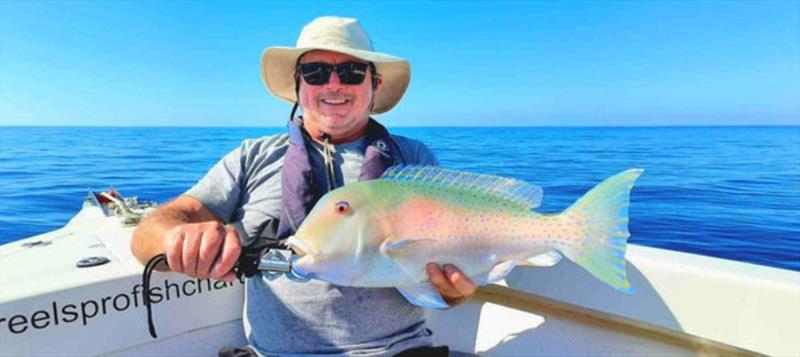 Cocky parrot (venus tuskfish) look as good as they taste. They are common offshore, but you can get a few out at the Gutters too - photo © Fisho's Tackle World
