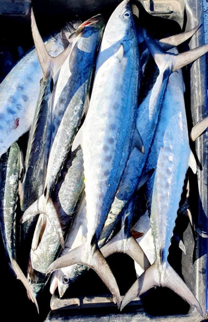 Mack attack! Schoolies are thick once again, as the crew on Hot Reels recently discovered - photo © Fisho's Tackle World