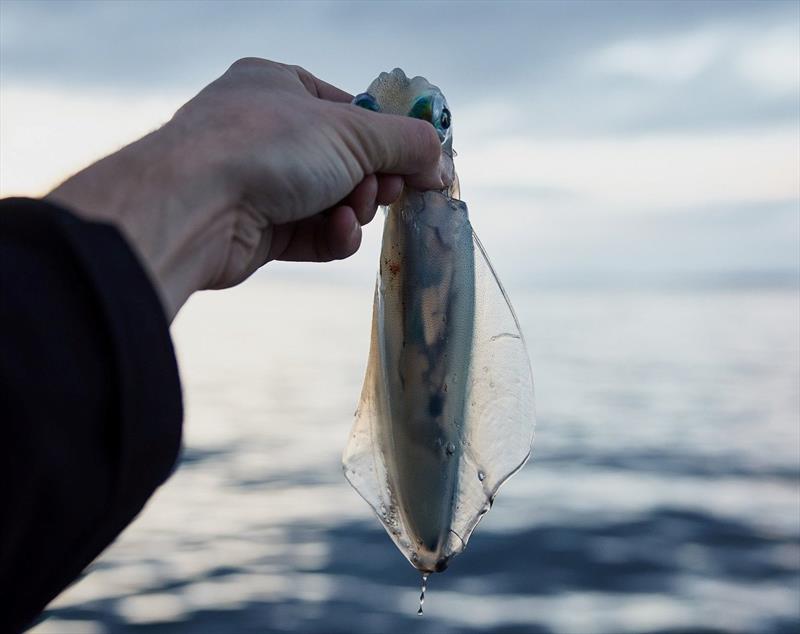 Some small squid can be found around Bruny but you have to work hard for them - photo © Spot On Fishing Hobart