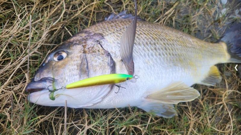 Bream on panish 70sp caught by Isaac Harris - photo © Spot On Fishing Hobart