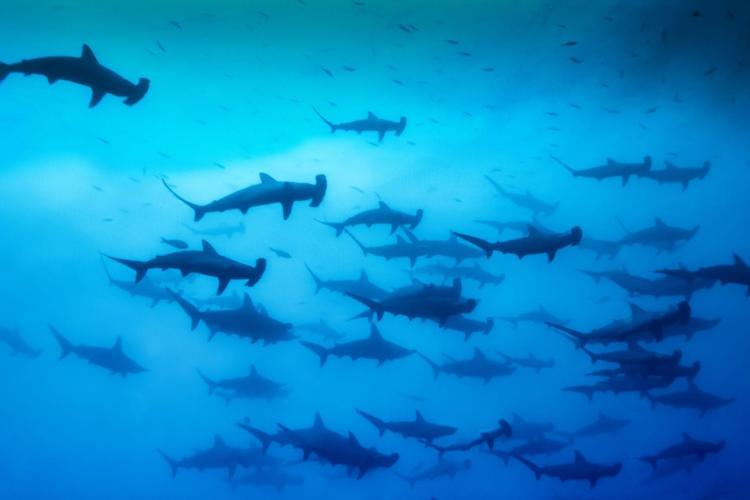 Schooling hammerhead sharks photo copyright iStock taken at  and featuring the Fishing boat class
