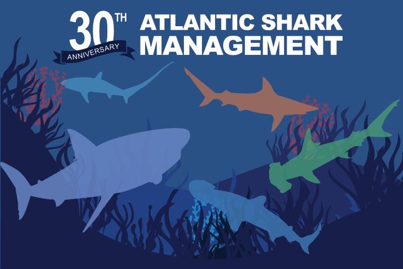 Understanding Atlantic Shark Fishing