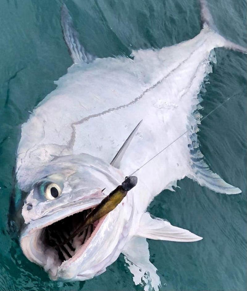 Queenies are a winter-time special. They are suckers for many plastics, including jerk shads - photo © Fisho's Tackle World