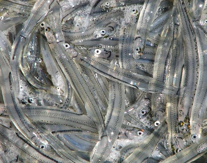 Whitebait - photo © Spot On Fishing Hobart