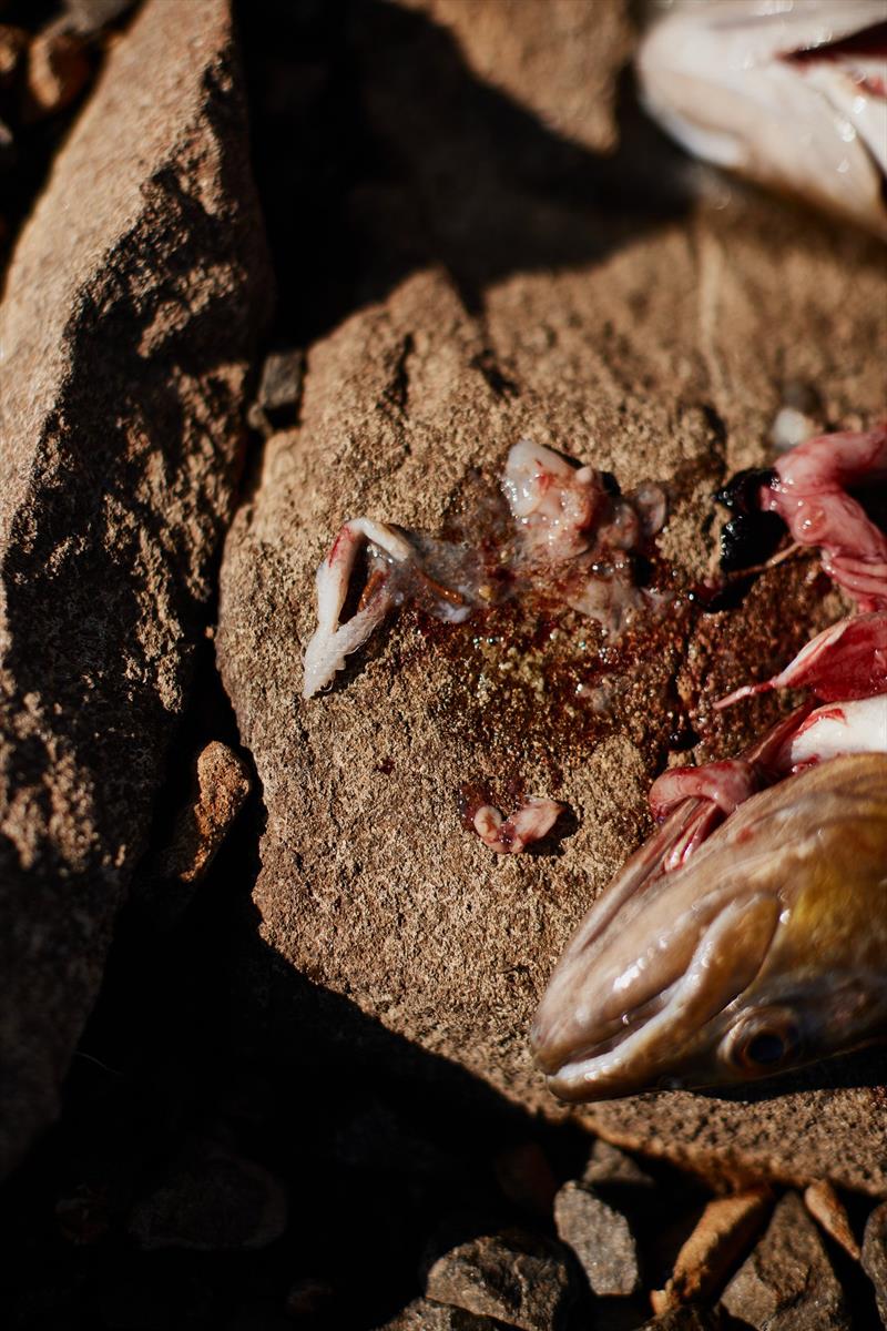 This on had galaxid in it's stomach - photo © Spot On Fishing Hobart