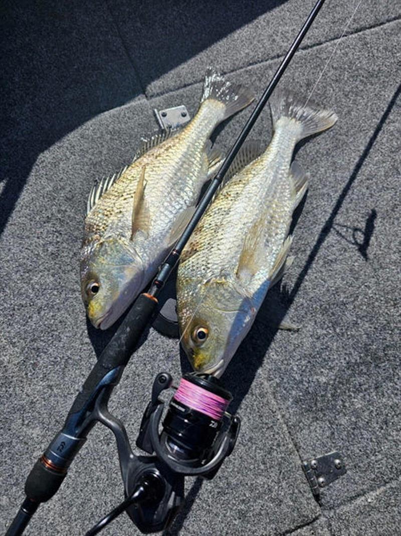 Jacko's new Daiwa combo of a TD Black matched to a TD Zero sorted out a swag of quality grunter including these two 60cm models - photo © Fisho's Tackle World