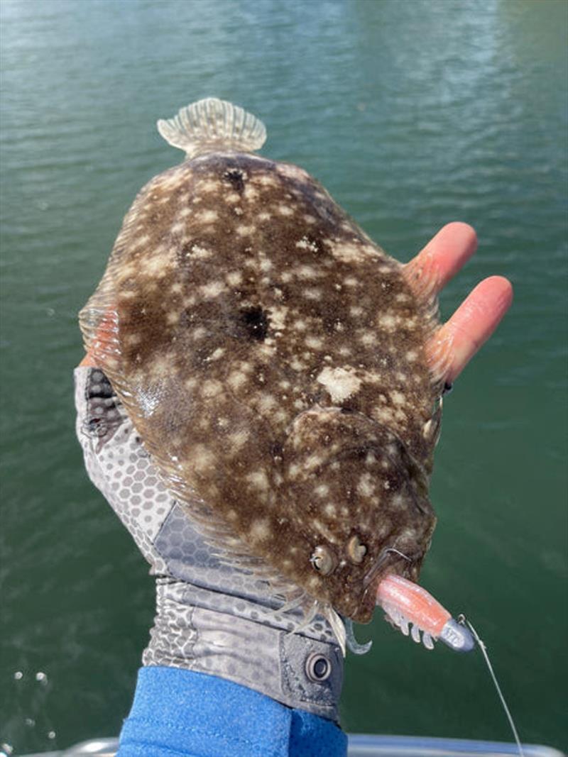 Watch a flounder chase a softie and you can't help but giggle. Occasional bycatch whilst fishing the local flats - photo © Fisho's Tackle World