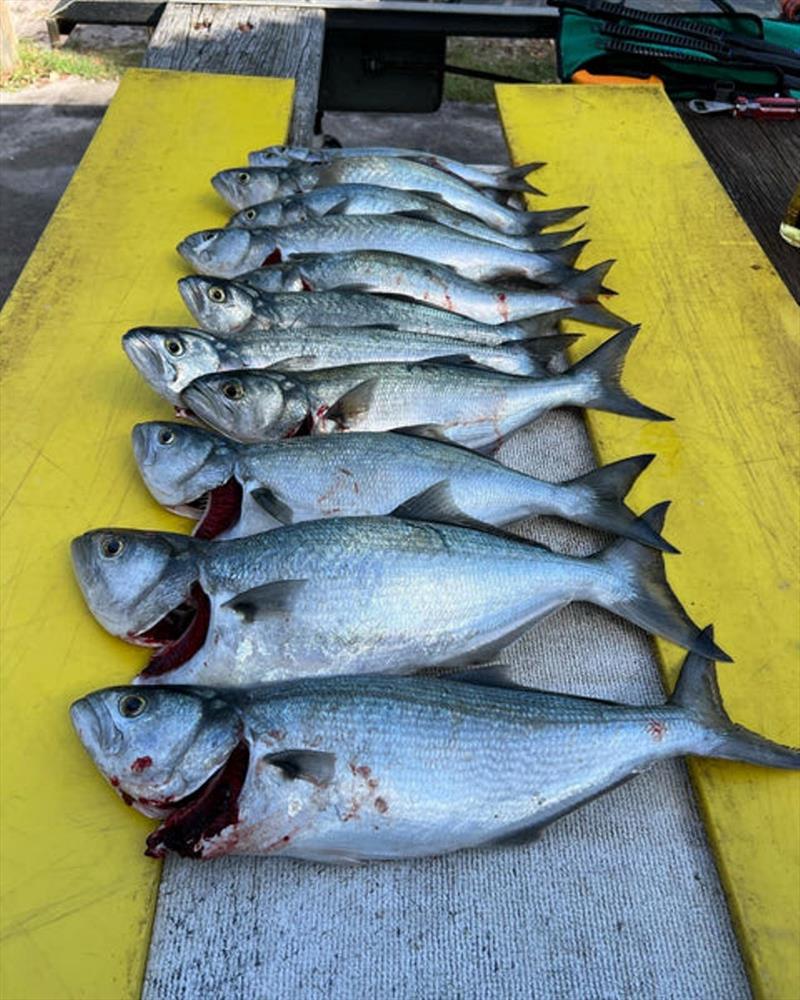 Scoring a feed of tailor isn't too hard on Fraser Island's surf beach at present. Best you eat them fresh though, or prepare for the smoker - photo © Fisho's Tackle World