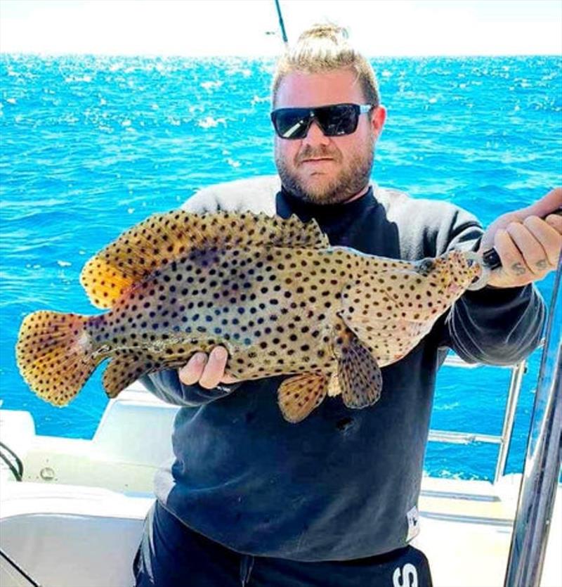 A rare barramundi cod from the northern bay that had to be released. These fish rarely survive encounters with fishos, so do your best to get them back down quick - photo © Fisho's Tackle World