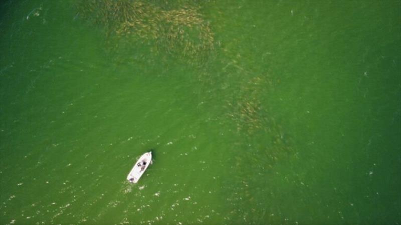 A large school of bull redfish on the hunt for food photo copyright Tom Wetherington taken at  and featuring the Fishing boat class