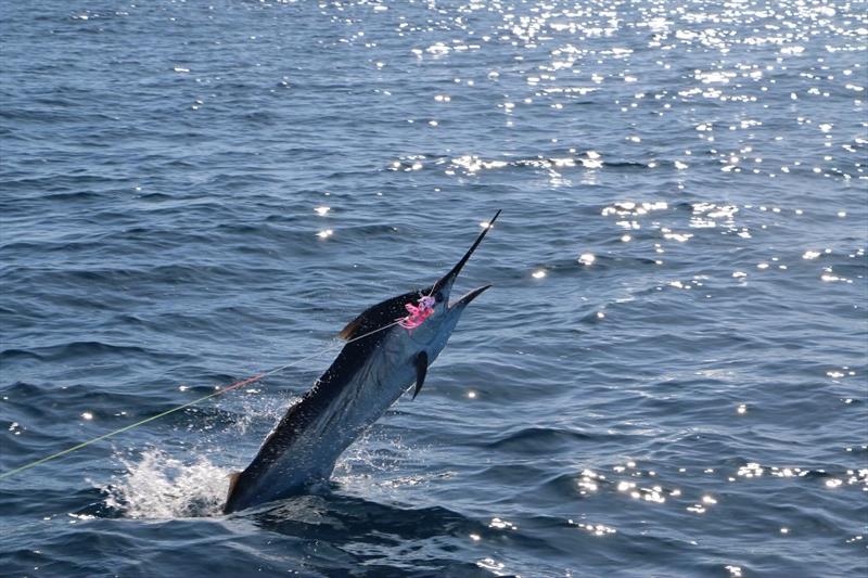 The billfish bite is on - photo © Fisho's Tackle World