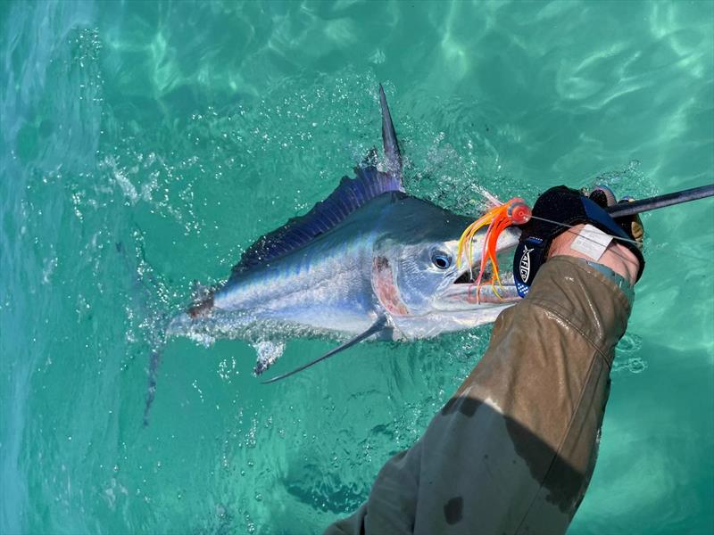 The billfish bite is on - photo © Fisho's Tackle World
