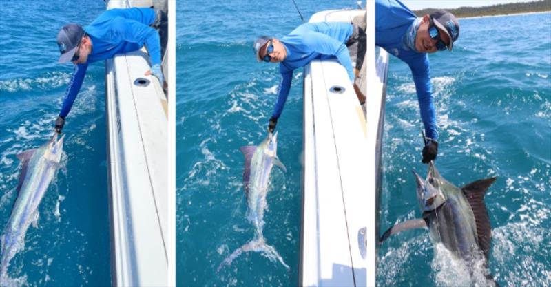 The billfish bite is on - photo © Fisho's Tackle World