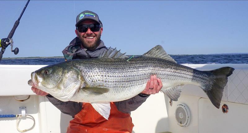 Chesapeake Bay 2023 Juvenile Striped Bass Survey Results Announced 1003