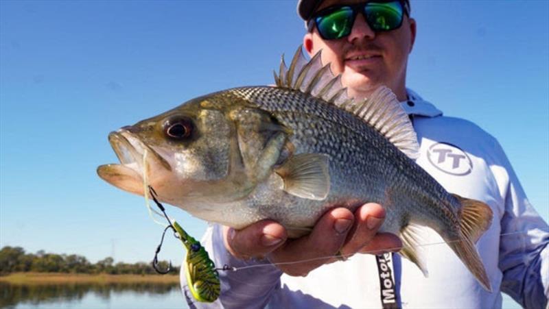 A nice bass on TT's new Switch Prawn. A versatile lure for so many fish species - photo © Fisho's Tackle World