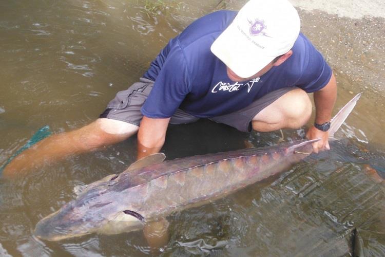 NOAA Fisheries biologist, Jason Kahn, holds an Atlantic sturgeon as part of a collaborative research project with the Navy and Chesapeake Scientific. This fish survived a vessel strike, but lost its right eye and the scutes on the right side of its head - photo © NOAA Fisheries