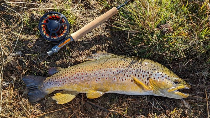 Mark Hallam got 4 at Penstock recently sight fishing from the bank on a hares ear nymph. This one was the pick at 5-6lb - photo © Spot On Fishing Hobart