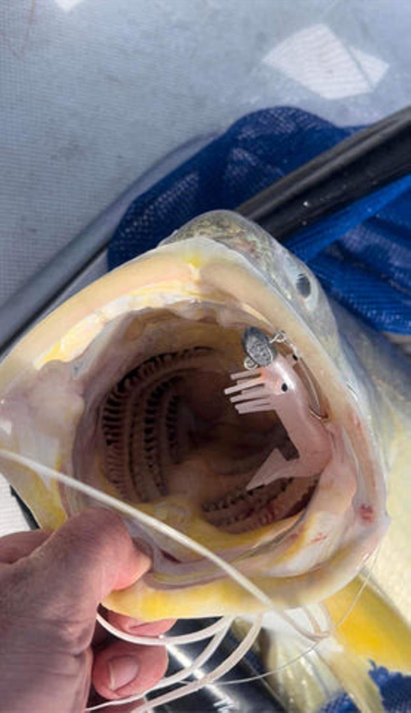 If you get bored with vibing threadies, or they won't bite them, try a prawn imitation. Staffer, Scott, tricked this one last week - photo © Fisho's Tackle World
