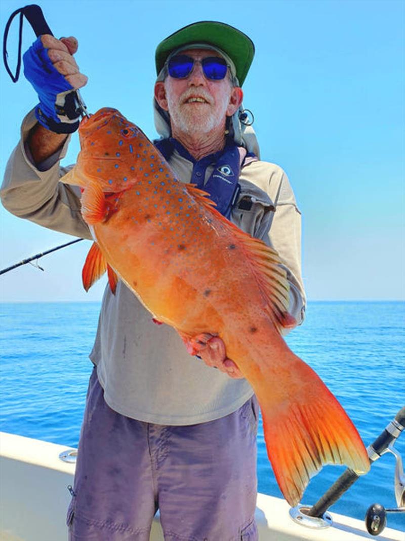 A nice bar-cheeked coral trout for a Hot Reels Charter client. The sores look nasty. Most likely big 'anchor worms' buried in the flesh - photo © Fisho's Tackle World