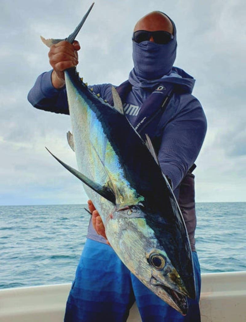 Longtail tuna are abundant in the bay again. There's some real barrels amongst them too - photo © Fisho's Tackle World