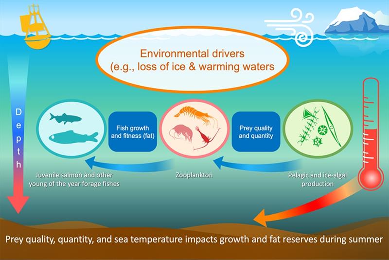 Bering Sea juvenile chum salmon food web photo copyright NOAA Fisheries taken at  and featuring the Fishing boat class