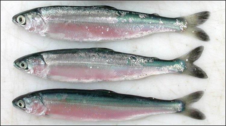 Juvenile sockeye (top), chum (middle), and pink (bottom) salmon photo copyright NOAA Fisheries, Jim Murphy taken at  and featuring the Fishing boat class