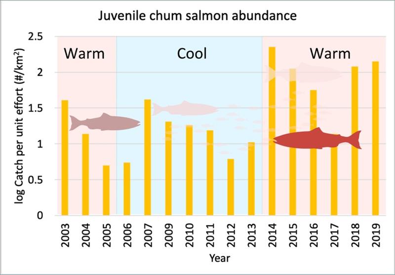 Juvenile chum salmon abundance in western Alaska during warm and cold periods photo copyright NOAA Fisheries taken at  and featuring the Fishing boat class