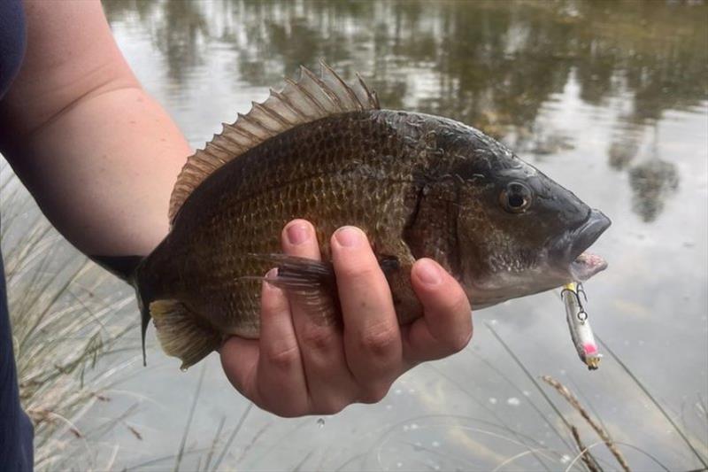 The bream above were caught by polaroiding big schools tailing and cruising, throughout the in the Little Swamport River. All the fish were 25-35cm in the school, tossing small hard body minnows worked a treat - photo © Spot On Fishing Hobart
