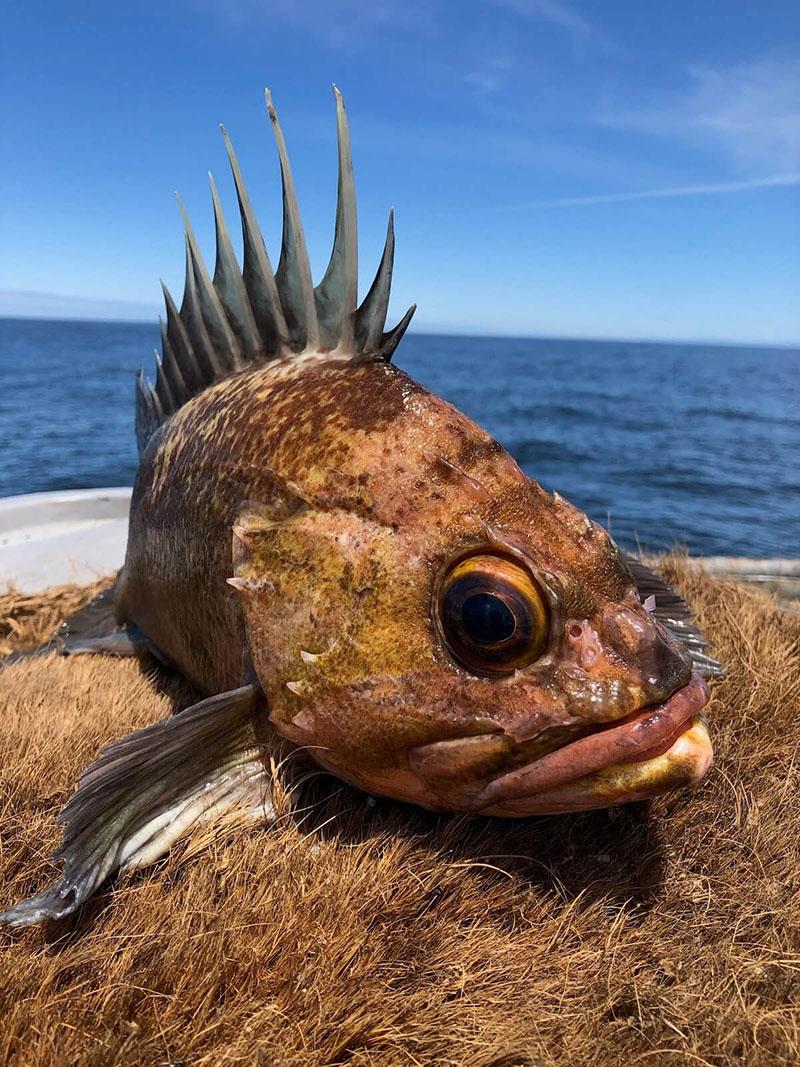 Quillback rockfish photo copyright H. Ibach taken at  and featuring the Fishing boat class