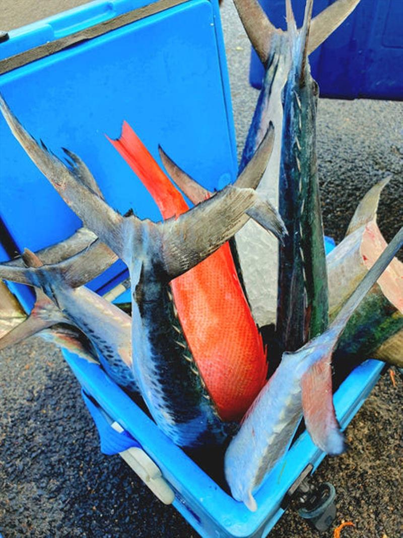 Carrying a Daiwa Insulated Fish Bag or a Chiller Fish Bag can ensure you avoid this predicament after your day out on a charter boat - photo © Fisho's Tackle World