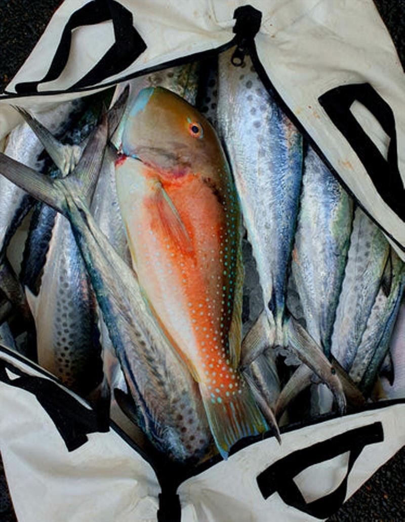 A Fish Bag can be stowed in the collapsed form and put to use for the trip home. Throw in some ice or slurry and you're away - photo © Fisho's Tackle World