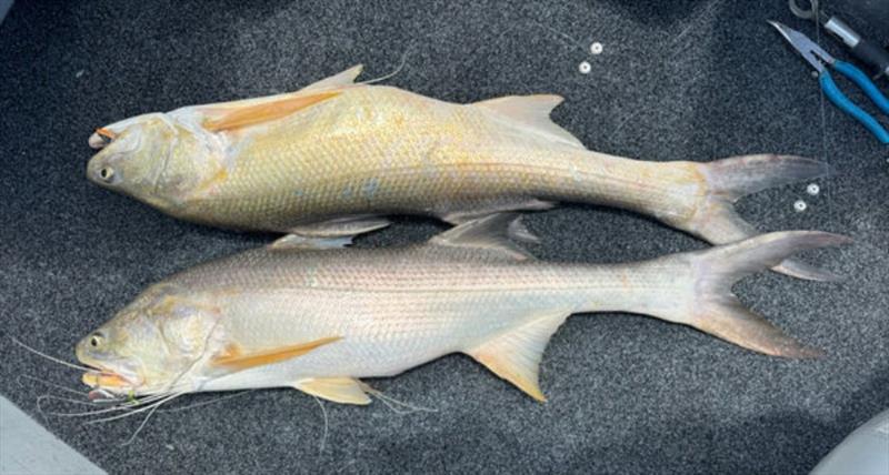 A pigeon pair of threadies from the river. They are on the move downstream and dead easy targets right now - photo © Fisho's Tackle World