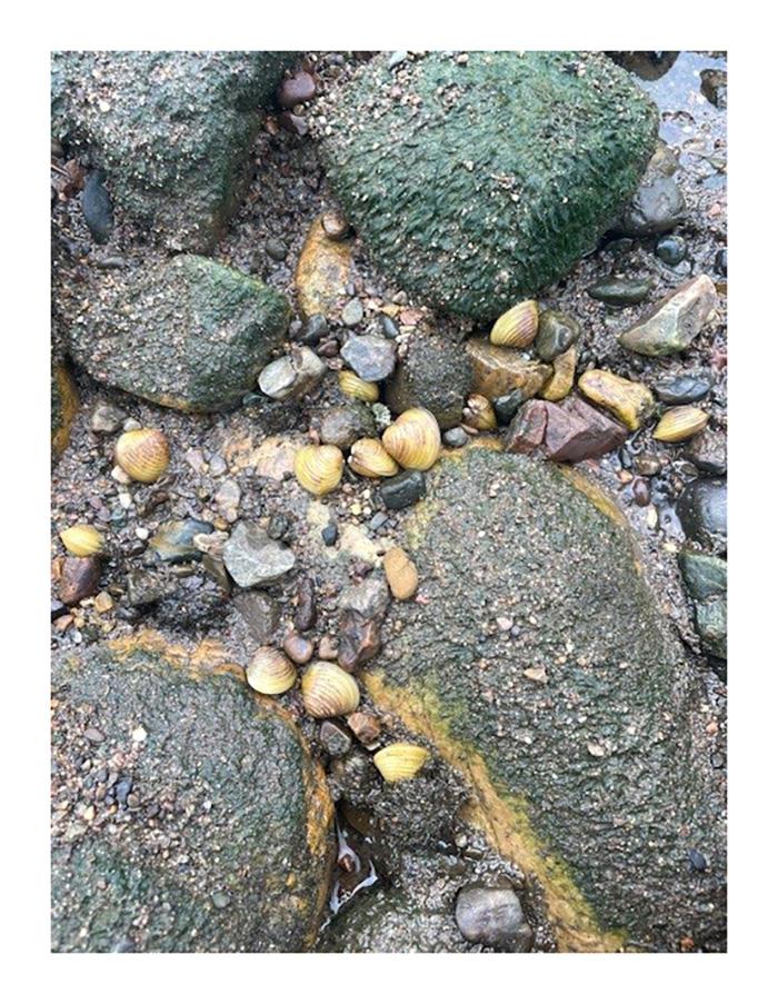 Multiple freshwater gold calms amongst rocks on river bank  photo copyright Queensland Government taken at  and featuring the Fishing boat class