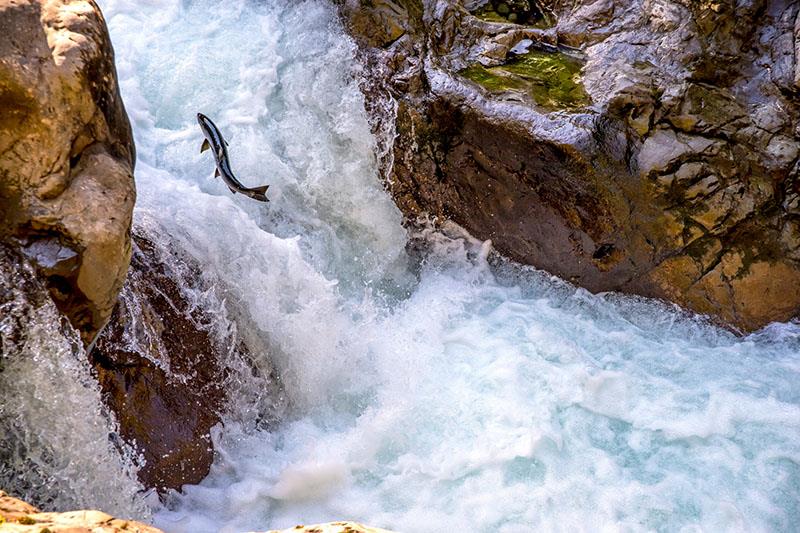 A coho salmon swims up the Sol Duc river on the Olympic Peninsula photo copyright Adobe Stock taken at  and featuring the Fishing boat class