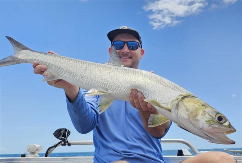 Samaki Shrimps catch a huge range of fish, including giant herring such as this one that Jacko caught this week - photo © Fisho's Tackle World