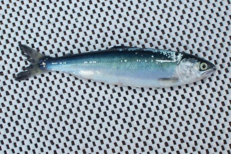 Juvenile sockeye salmon - photo © NOAA Fisheries