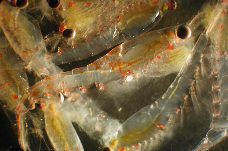Euphausiids, or krill photo copyright NOAA Fisheries taken at  and featuring the Fishing boat class