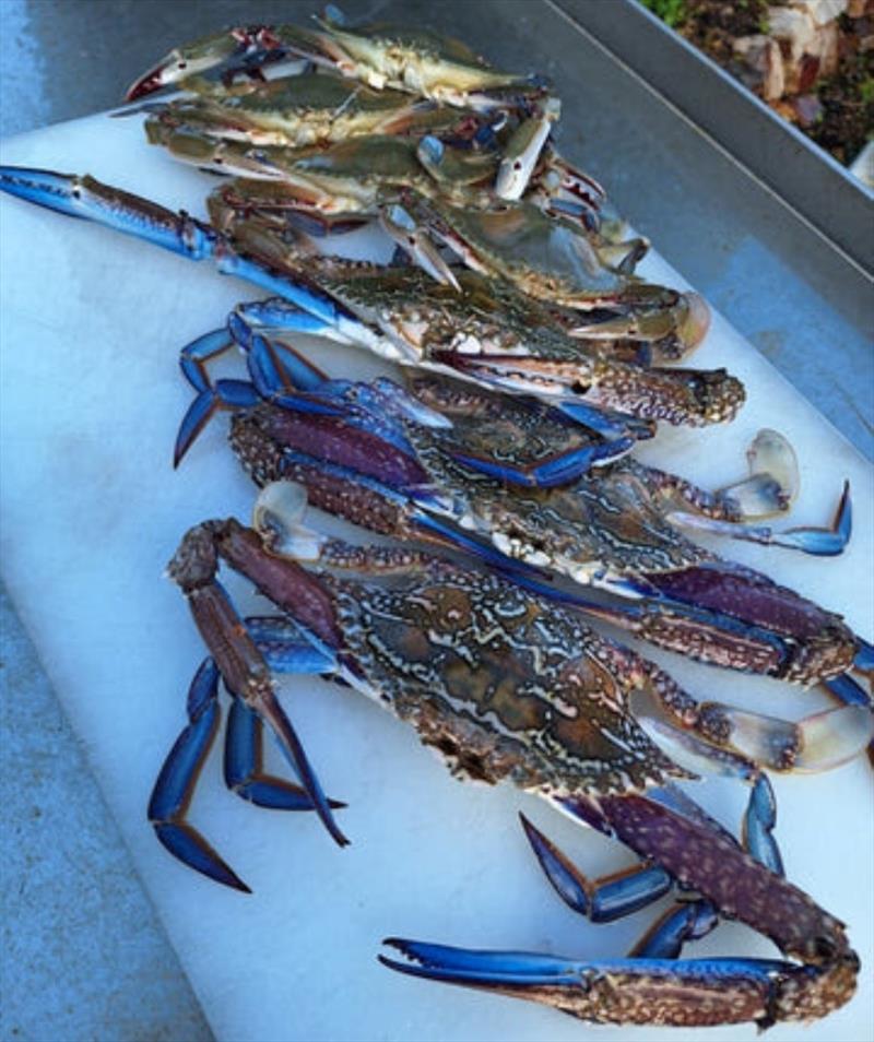 Sand crabs are on the march, and 3 spot crabs are tagging along too. Deano has been eating well lately photo copyright Fisho's Tackle World taken at  and featuring the Fishing boat class