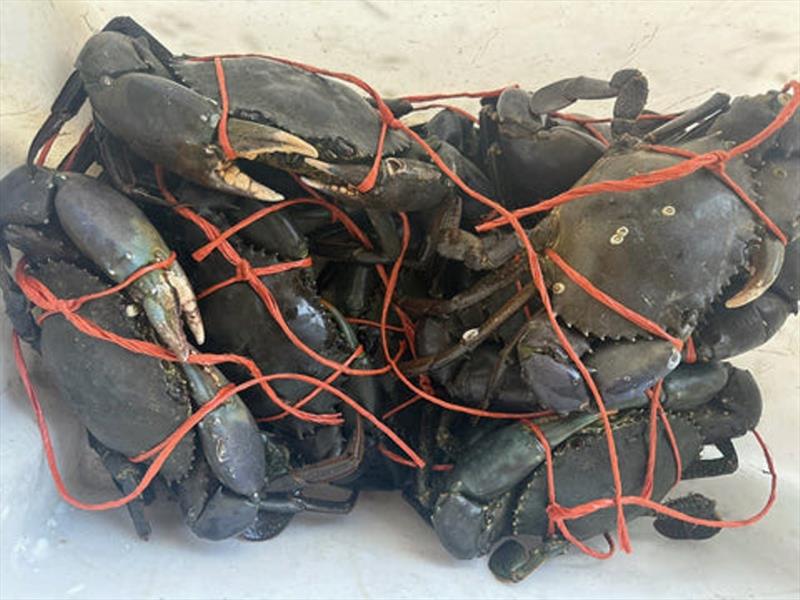 What does an offshore charter skipper do when it is too windy this time of year - go crabbing. Greg Pearce's family is certainly spoilt for fresh seafood photo copyright Fisho's Tackle World taken at  and featuring the Fishing boat class
