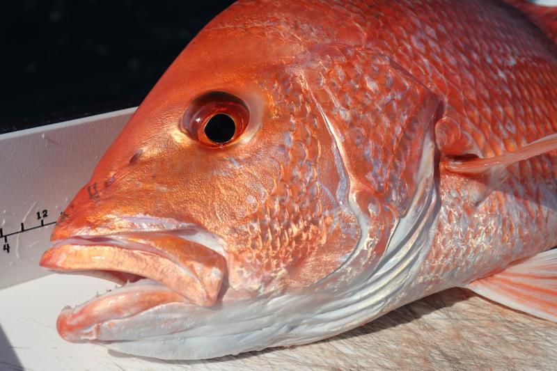 Red snapper - photo © Center for Sportfish Science Conservation