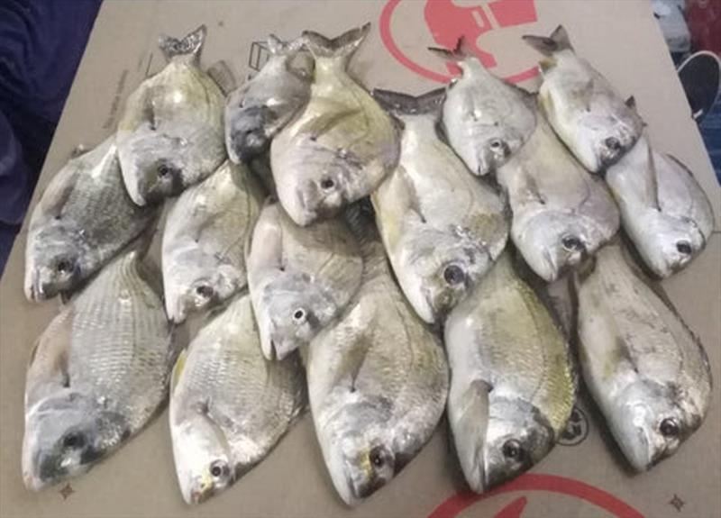 Stephen's great haul of bream from the Burrum River early one evening. Strip baits in a berley trail tempted them. Many released, all 27cm+ - photo © Fisho's Tackle World