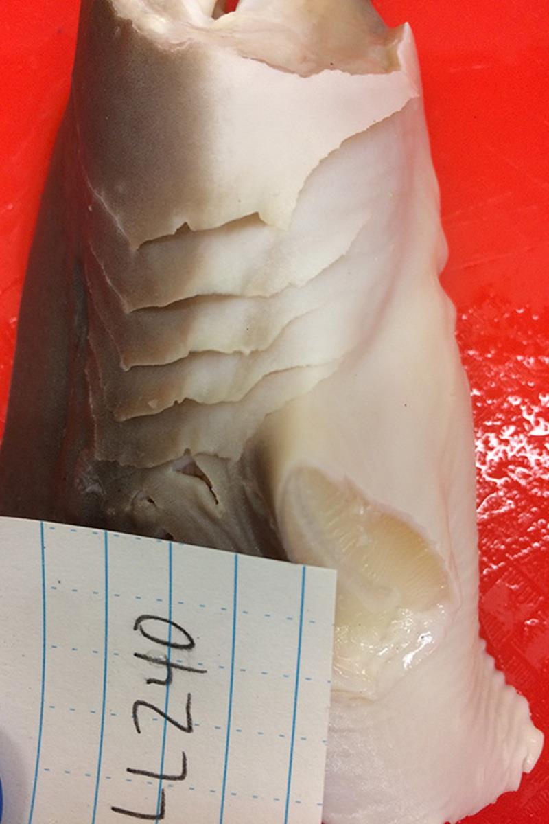 Gill slits of an Atlantic sharpnose shark (Rhizoprionodon terraenovae) on one side ready to be measured photo copyright NOAA Fisheries / Jennifer Bigman taken at  and featuring the Fishing boat class