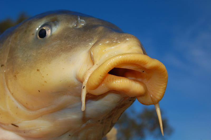 Carp close up photo copyright Victorian Fisheries Authority taken at  and featuring the Fishing boat class