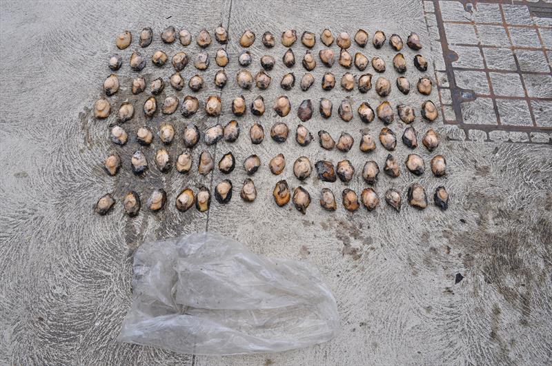 Abalone meats photo copyright Victorian Fisheries Authority taken at  and featuring the Fishing boat class