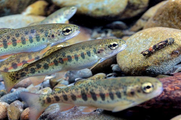 A school of juvenile steelhead photo copyright NOAA Fisheries taken at  and featuring the Fishing boat class